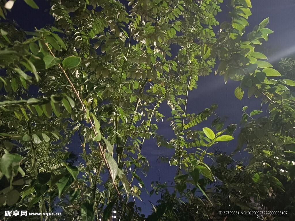 夜幕下的繁茂綠植