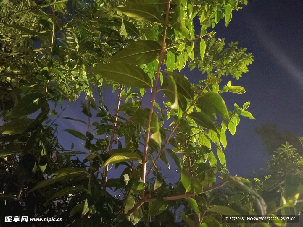 夜幕下的蔥郁綠植