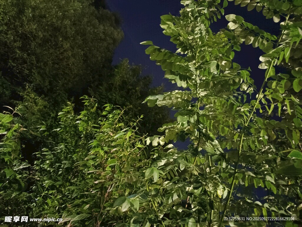 夜幕下的繁茂綠植
