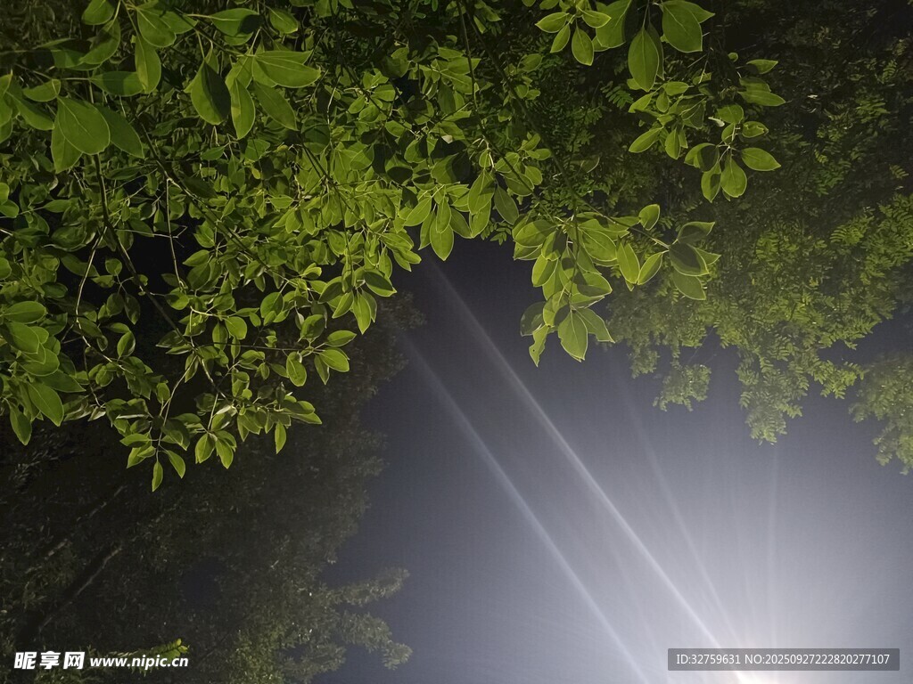林間光束穿透翠綠樹葉