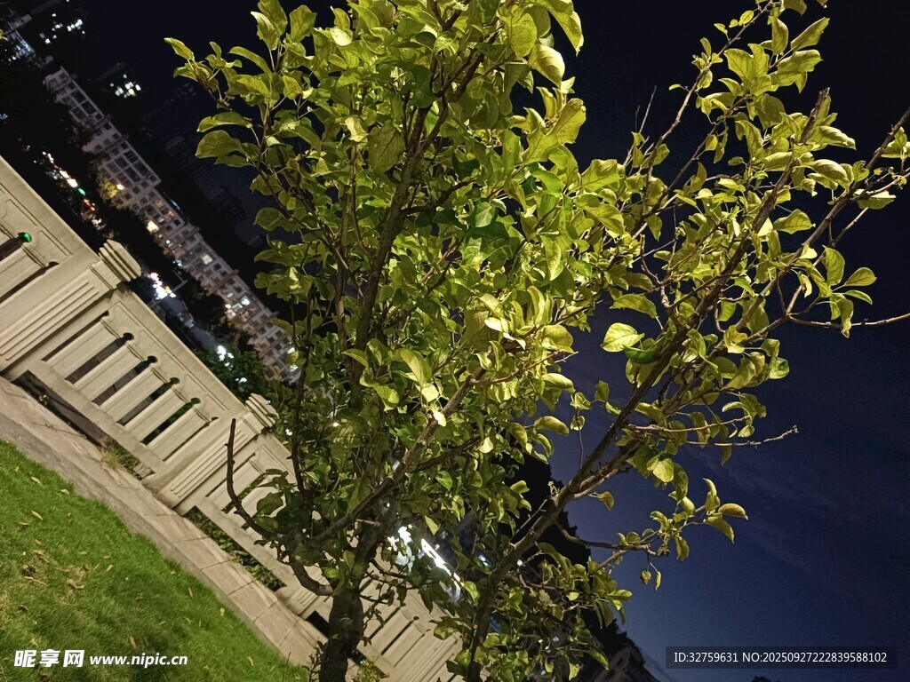 夜幕下的綠樹與建筑