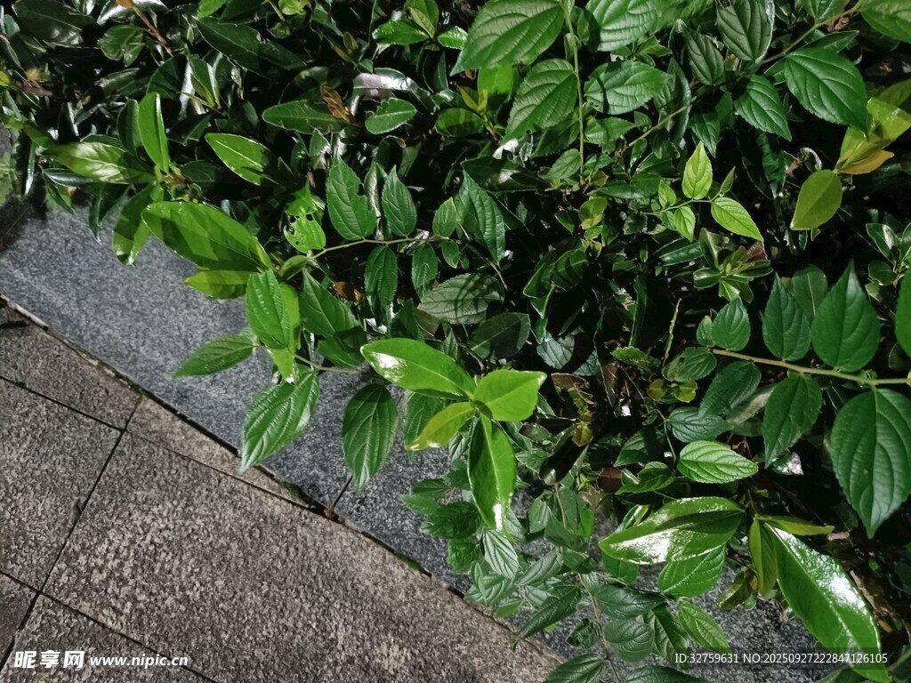 綠葉繁茂的路邊植物