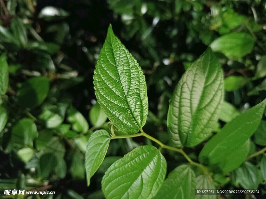 嫩綠葉片展現(xiàn)生機