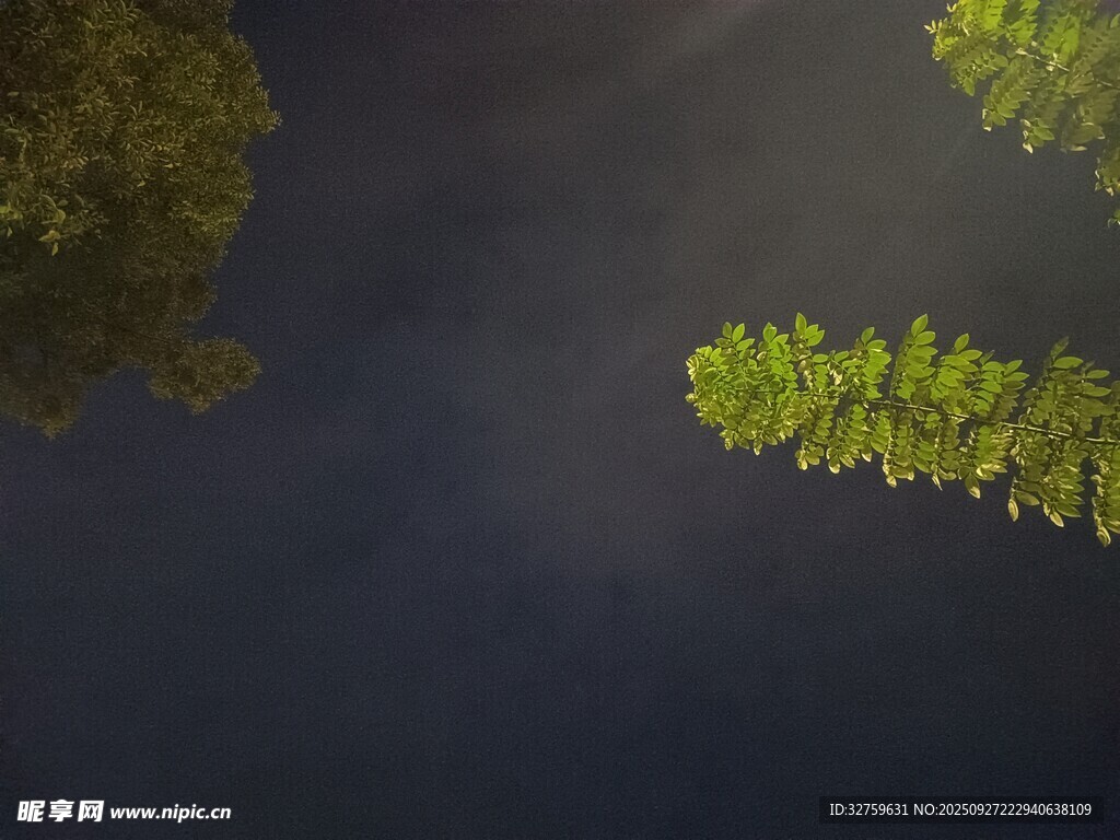 水中倒影的翠綠植物