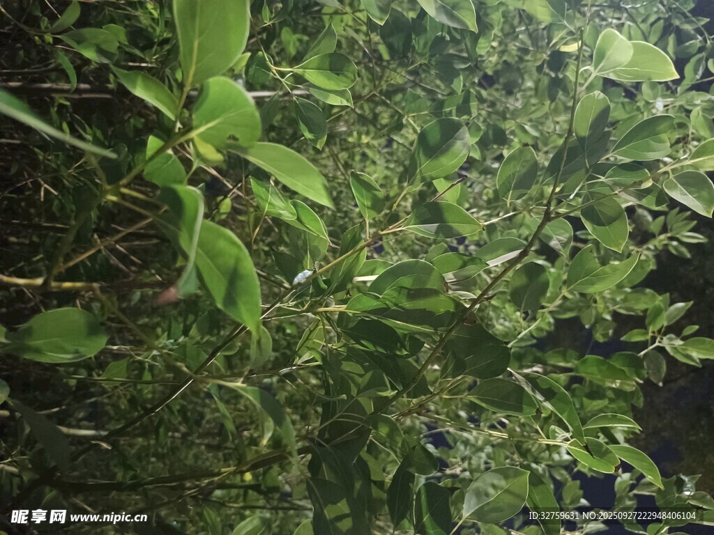 繁茂綠植特寫(xiě)