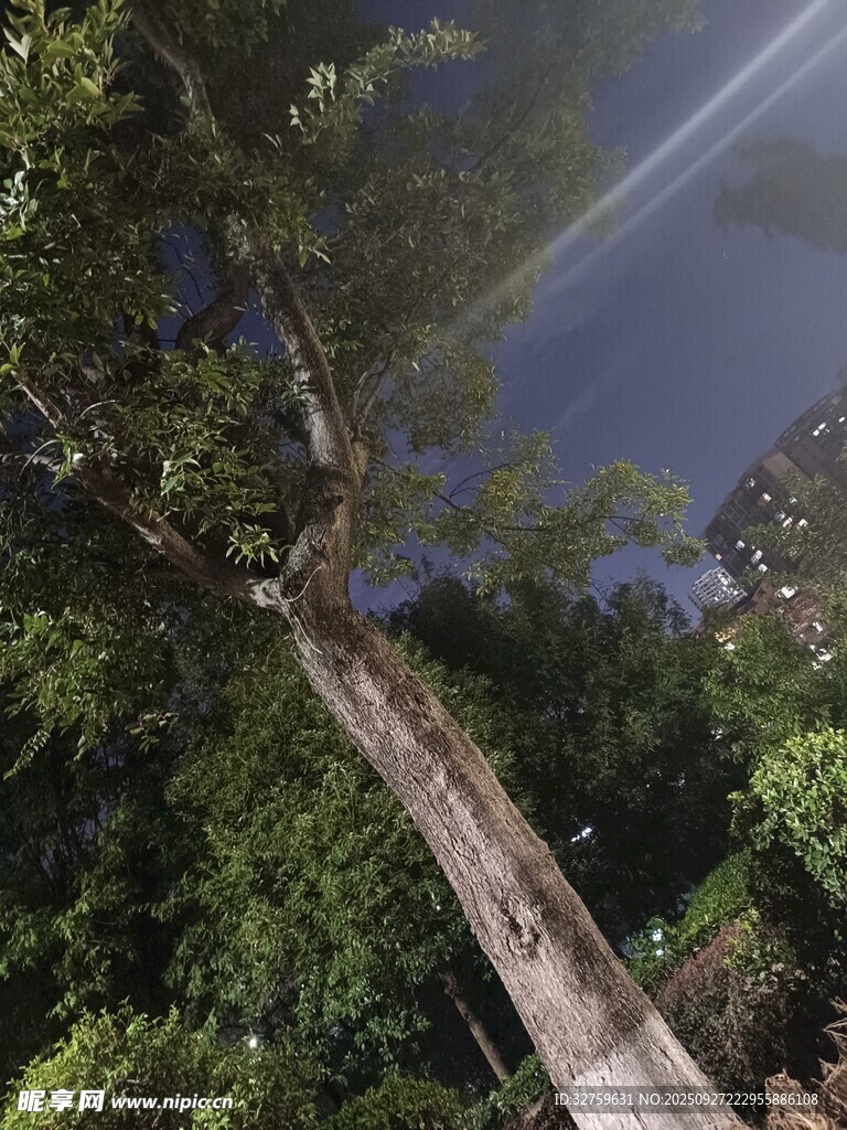 仰視視角下的繁茂樹木