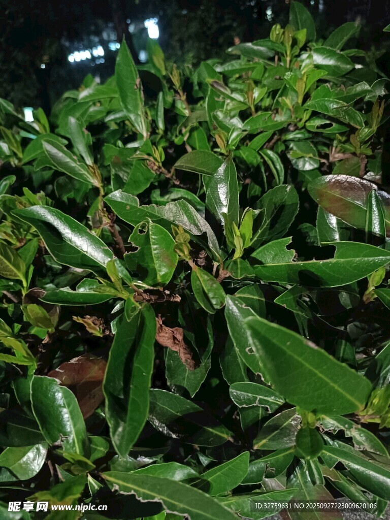 翠綠葉片植物特寫