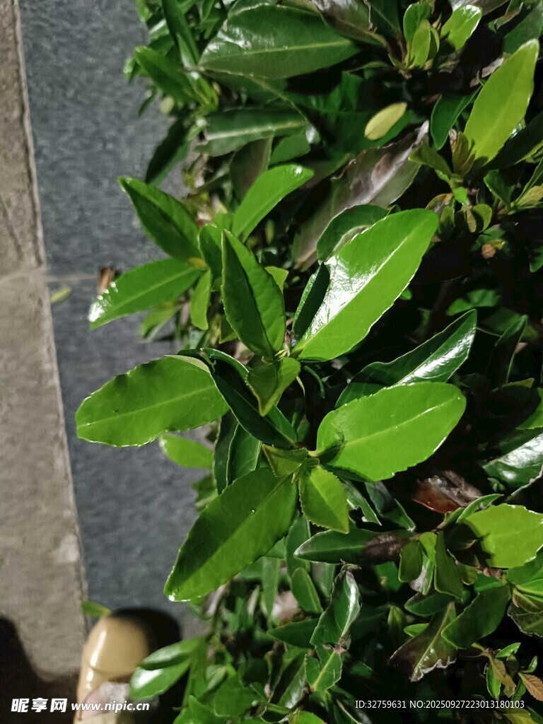 翠綠生機(jī)盎然的綠植葉片