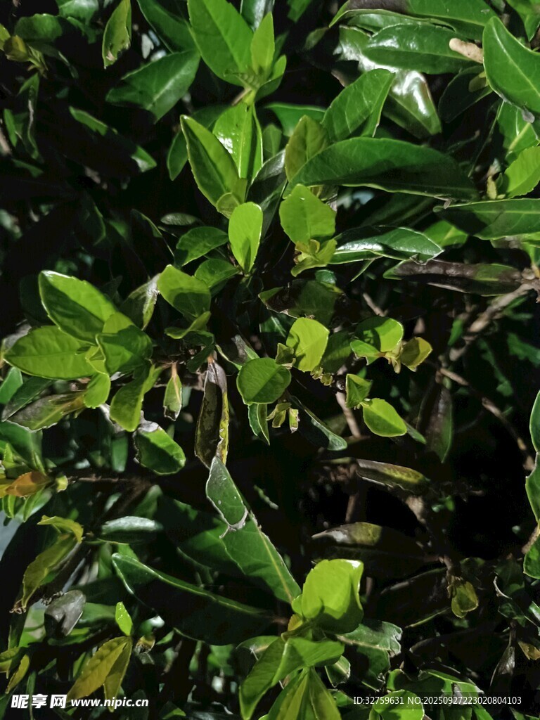 繁茂綠葉植物特寫