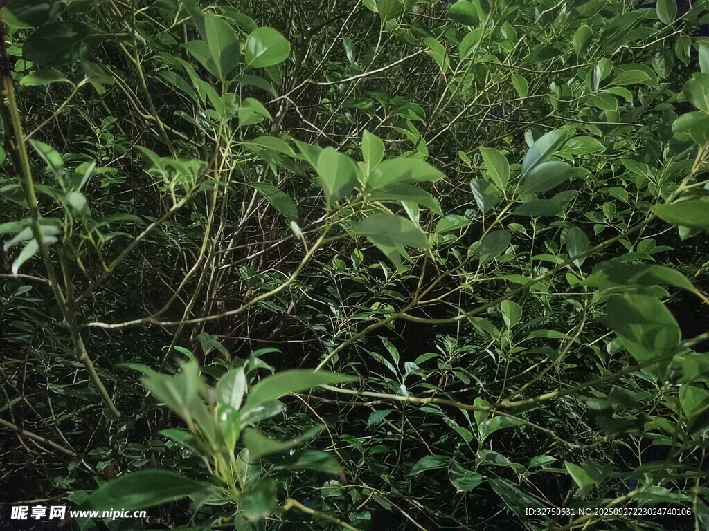 繁茂綠植景象