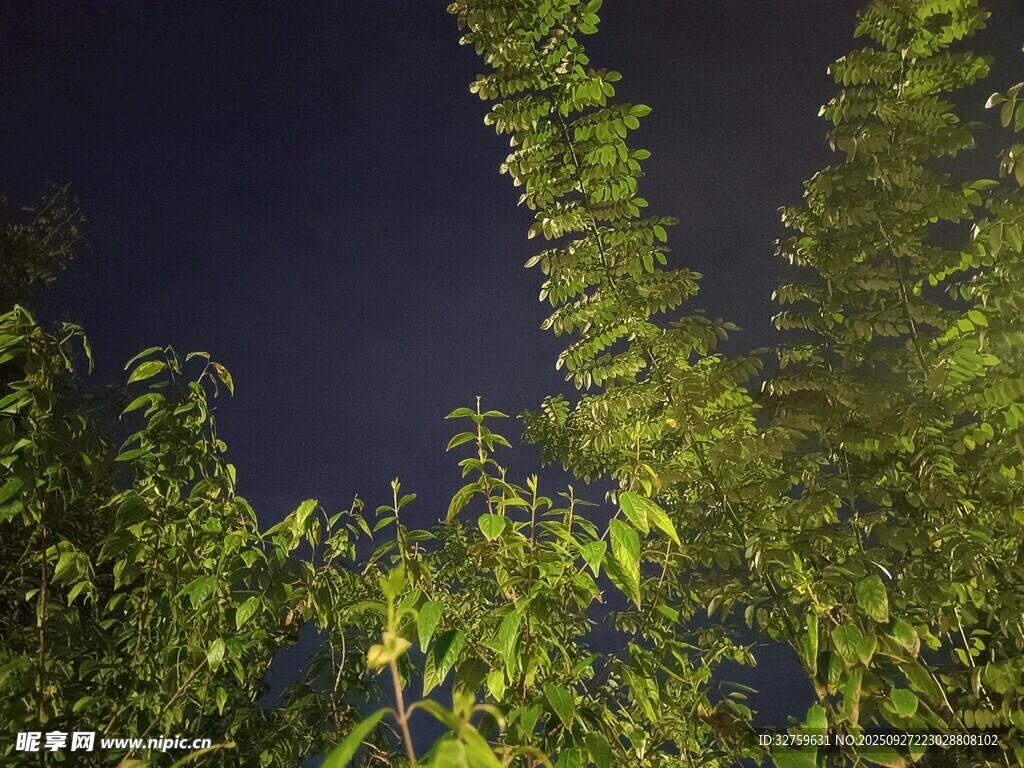 夜幕下的蔥郁綠植