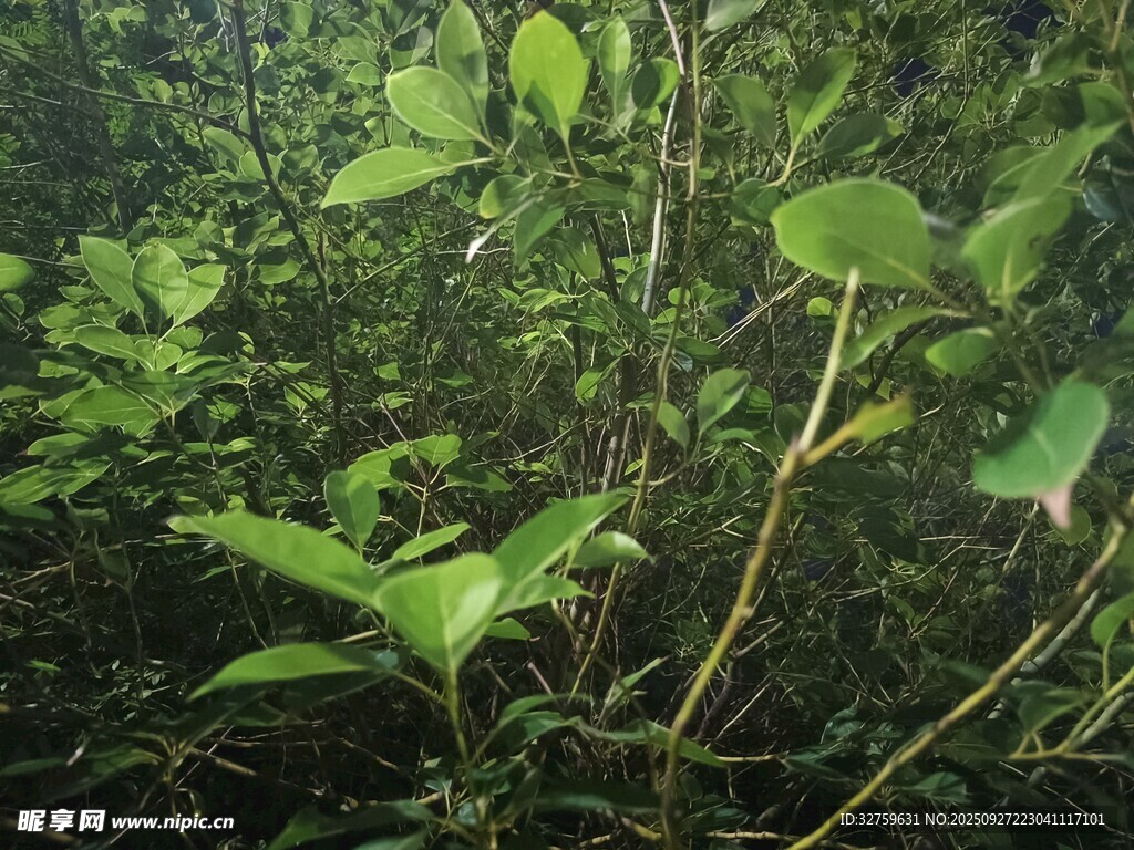 茂密叢林中的翠綠枝葉