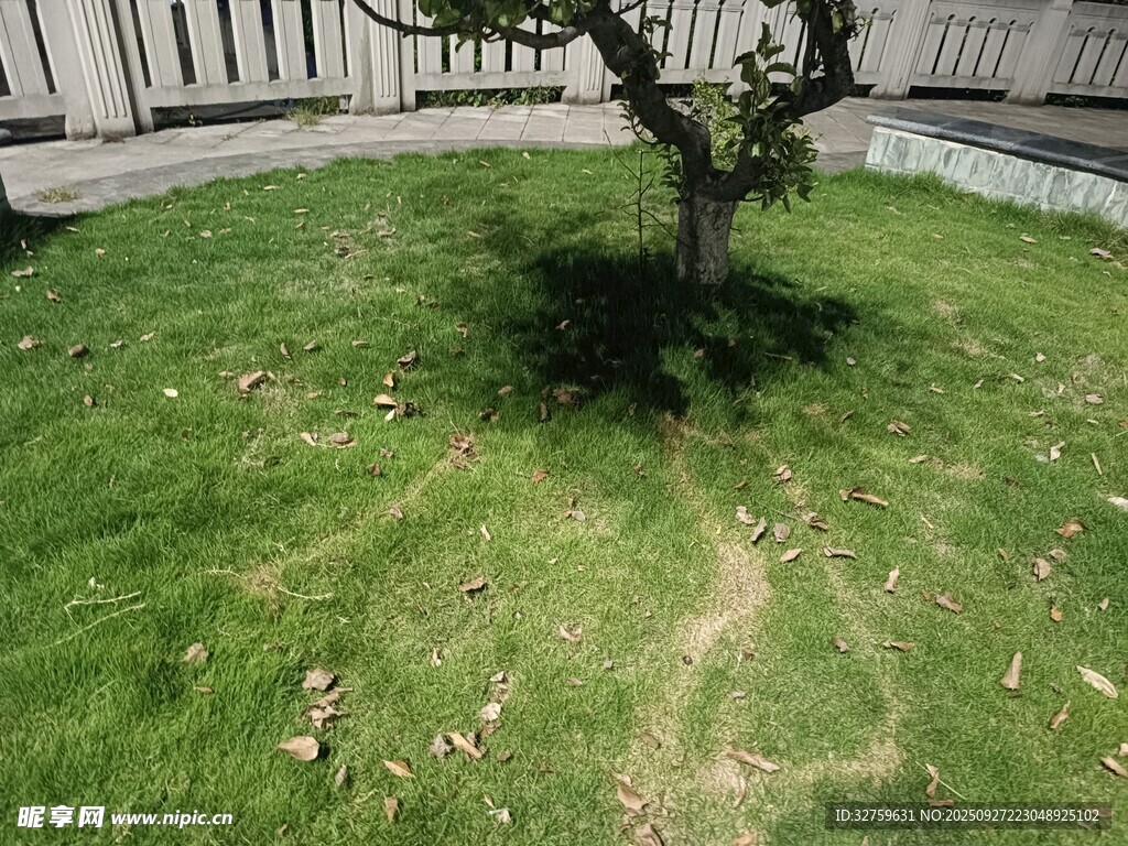 庭院中的孤樹與草地