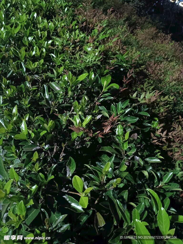 翠綠繁茂的植物景觀
