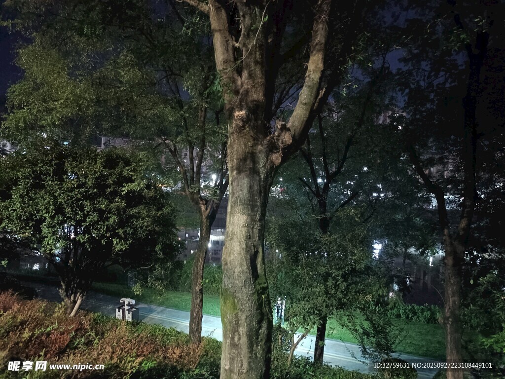 夜晚公園中的樹木景致