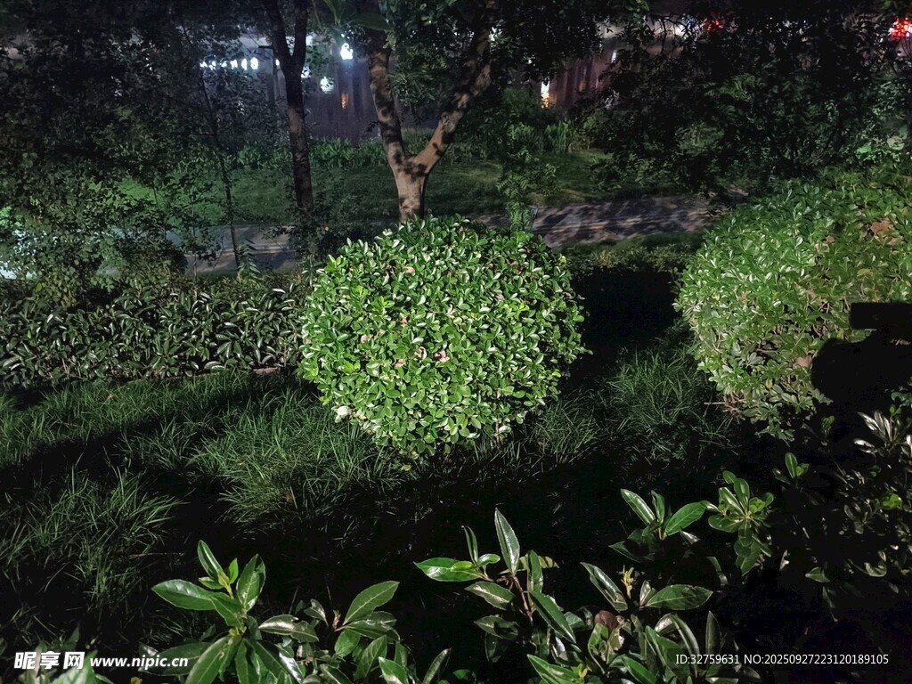 夜晚綠植景觀
