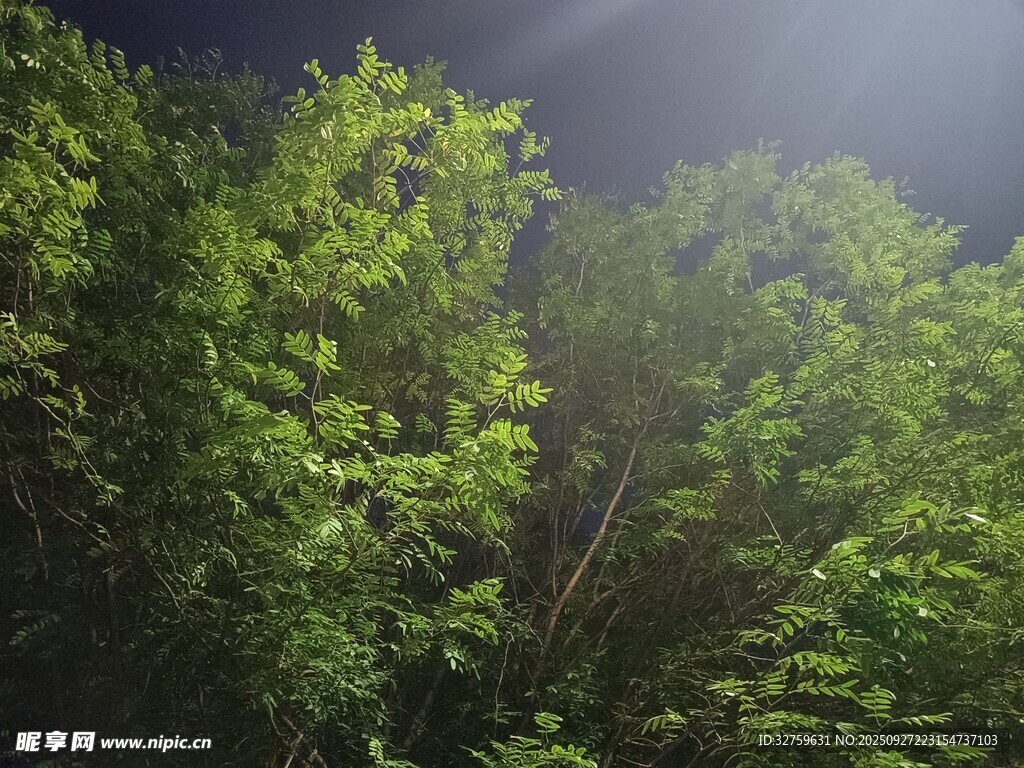 夜幕下的蔥郁樹林