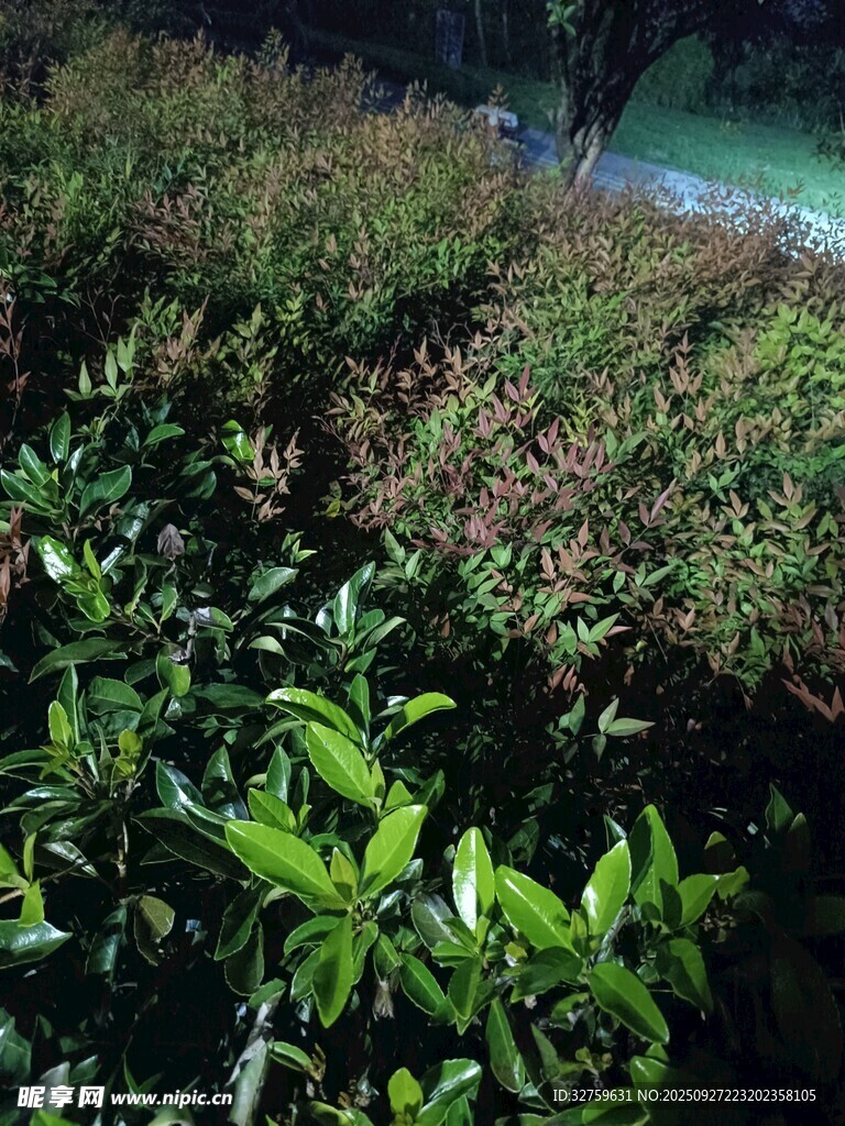 綠意盎然的繁茂植物景觀