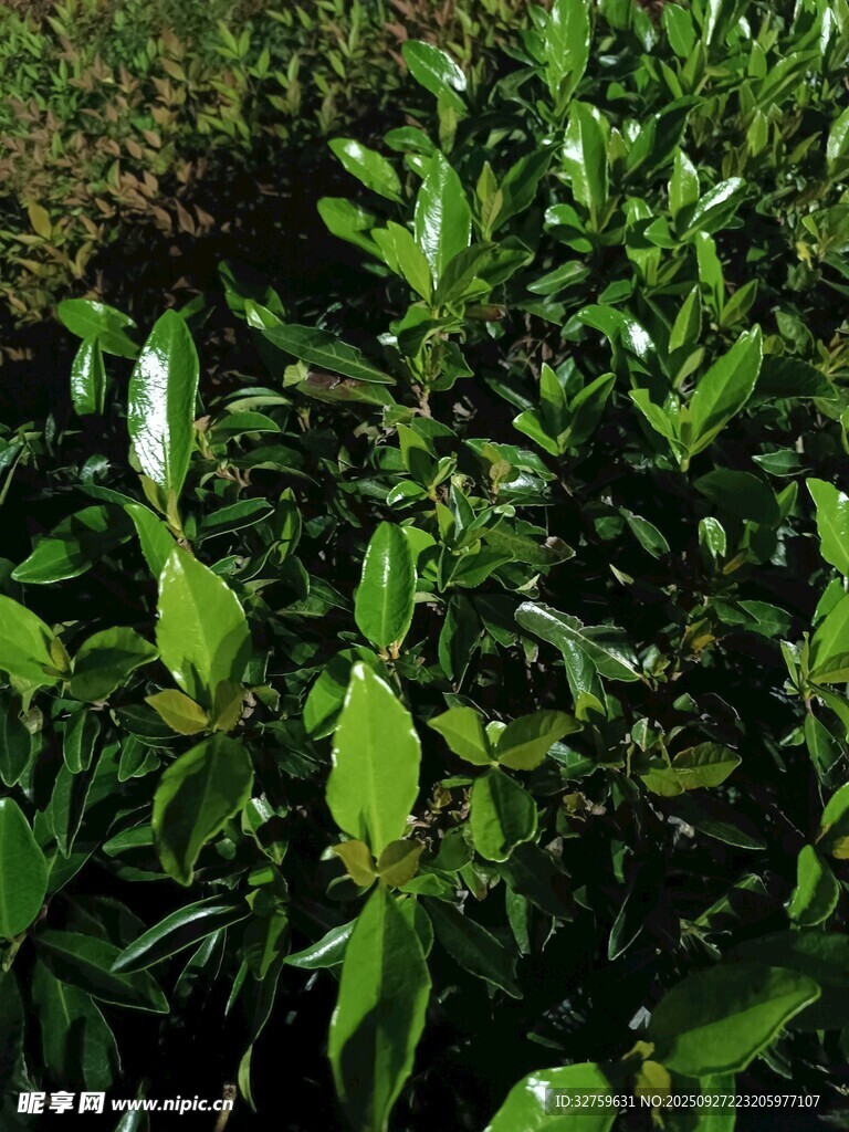 翠綠繁茂的植物葉片