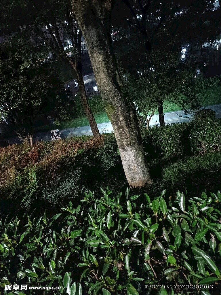 夜晚樹下綠植景觀