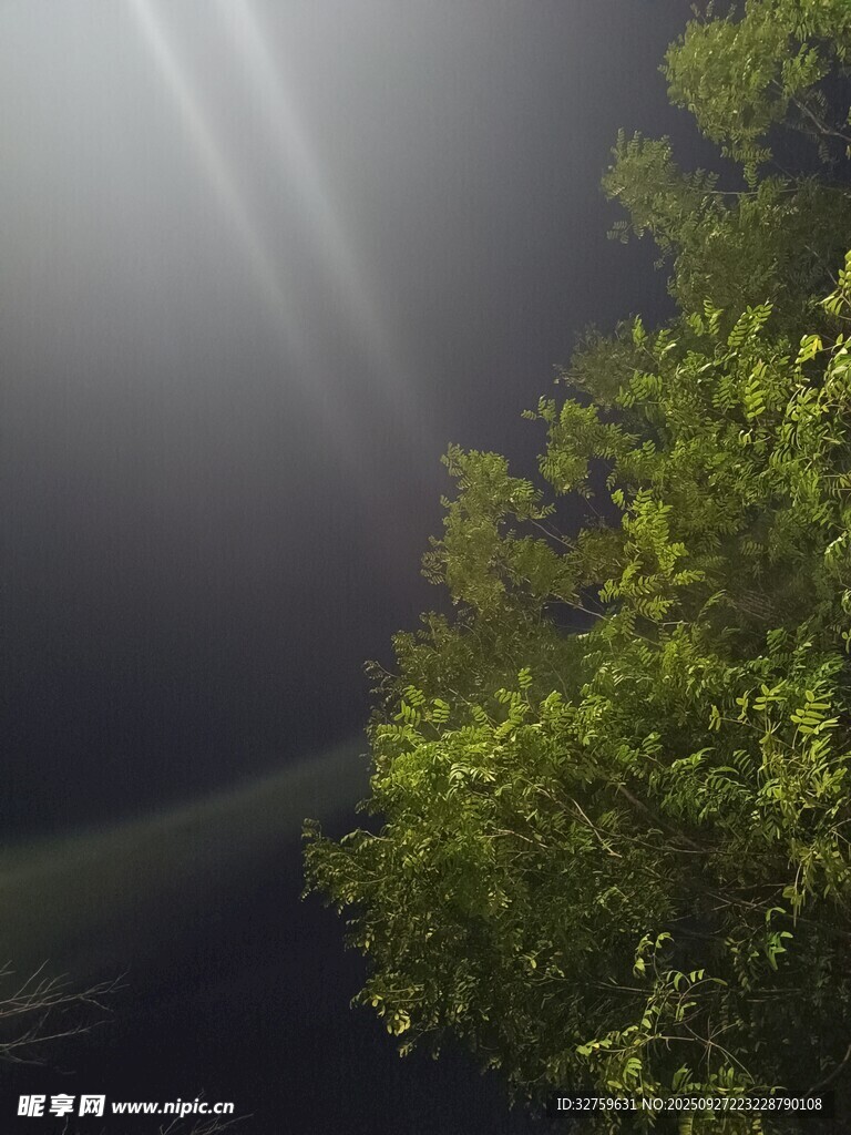 林間光束穿透翠綠樹葉