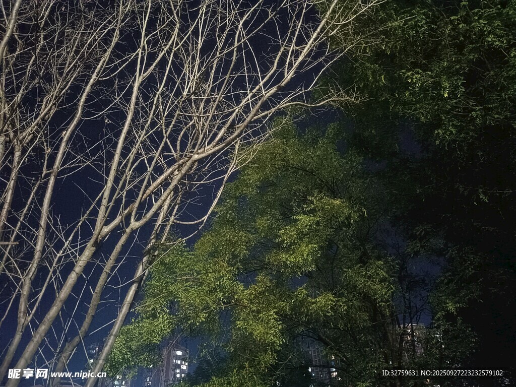 林間樹木與朦朧天空景象