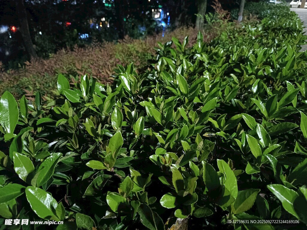 翠綠繁茂的茶葉植株