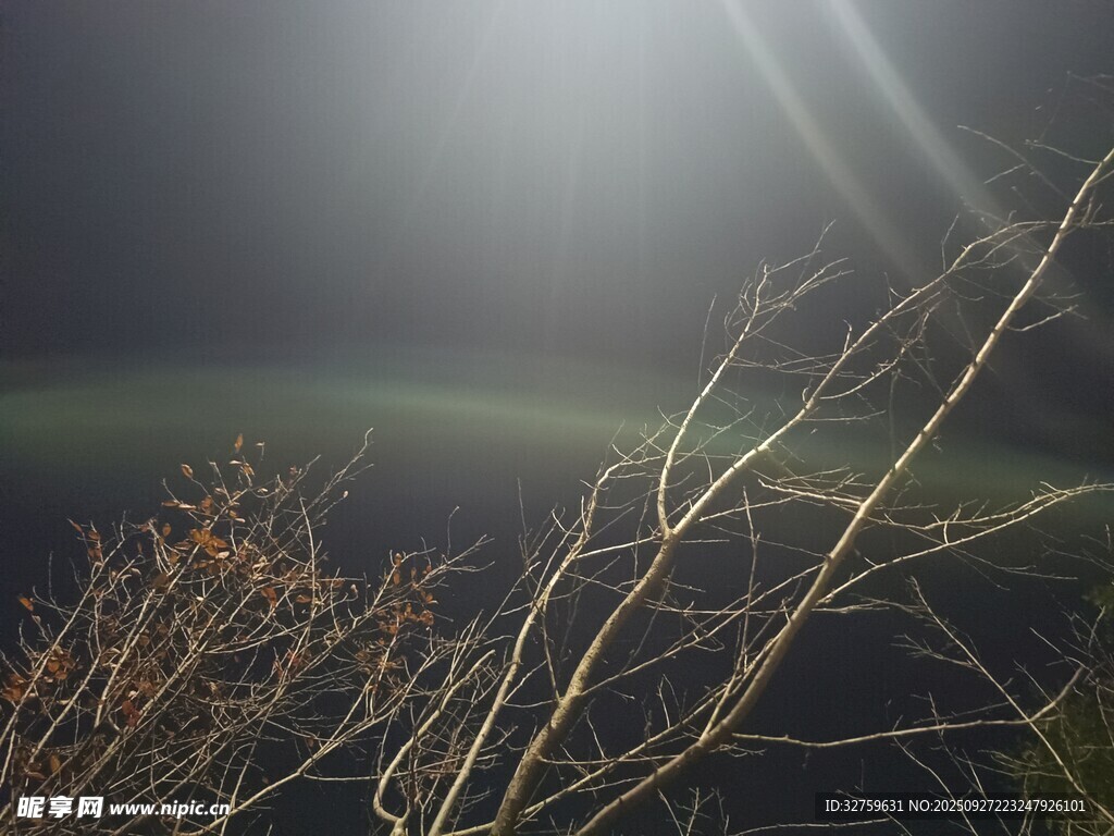 逆光下的枯枝景象