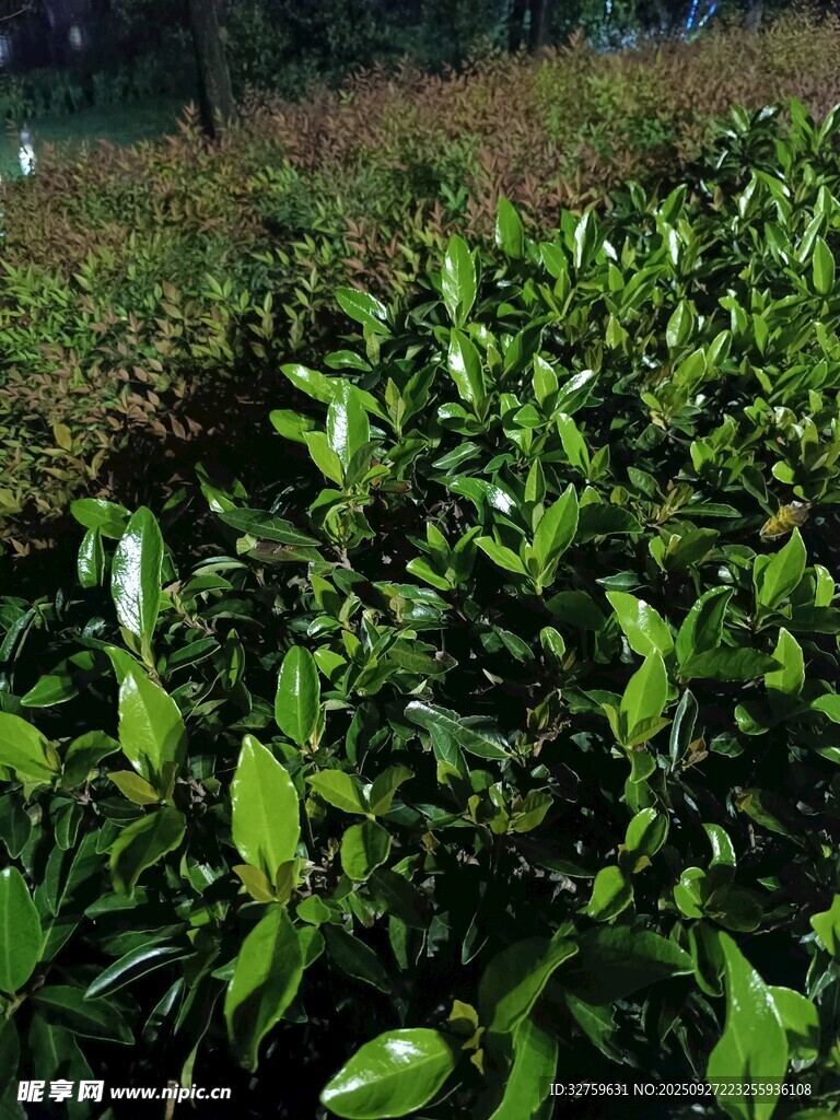 翠綠繁茂的茶葉植株