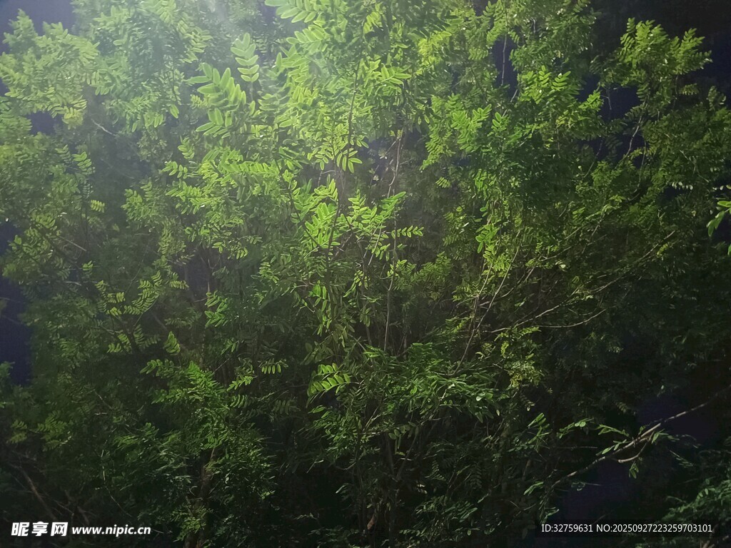 陽光灑落綠意盎然樹林