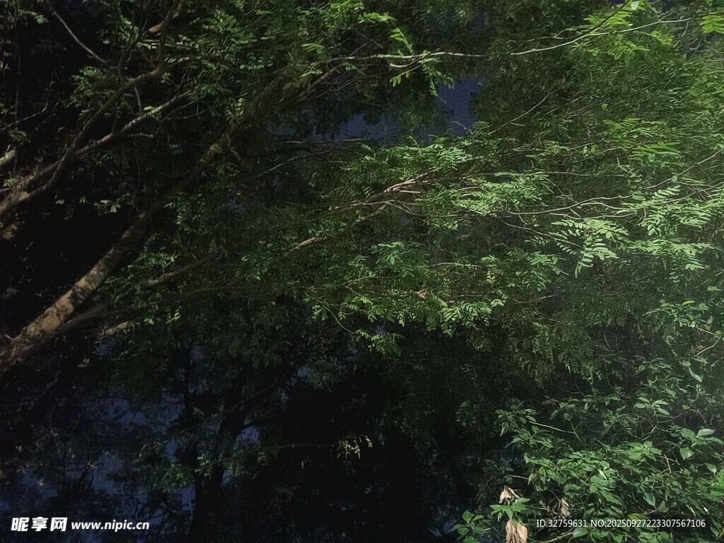 茂密叢林綠意盎然景象