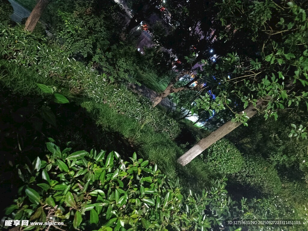 茂密叢林中的綠意景象