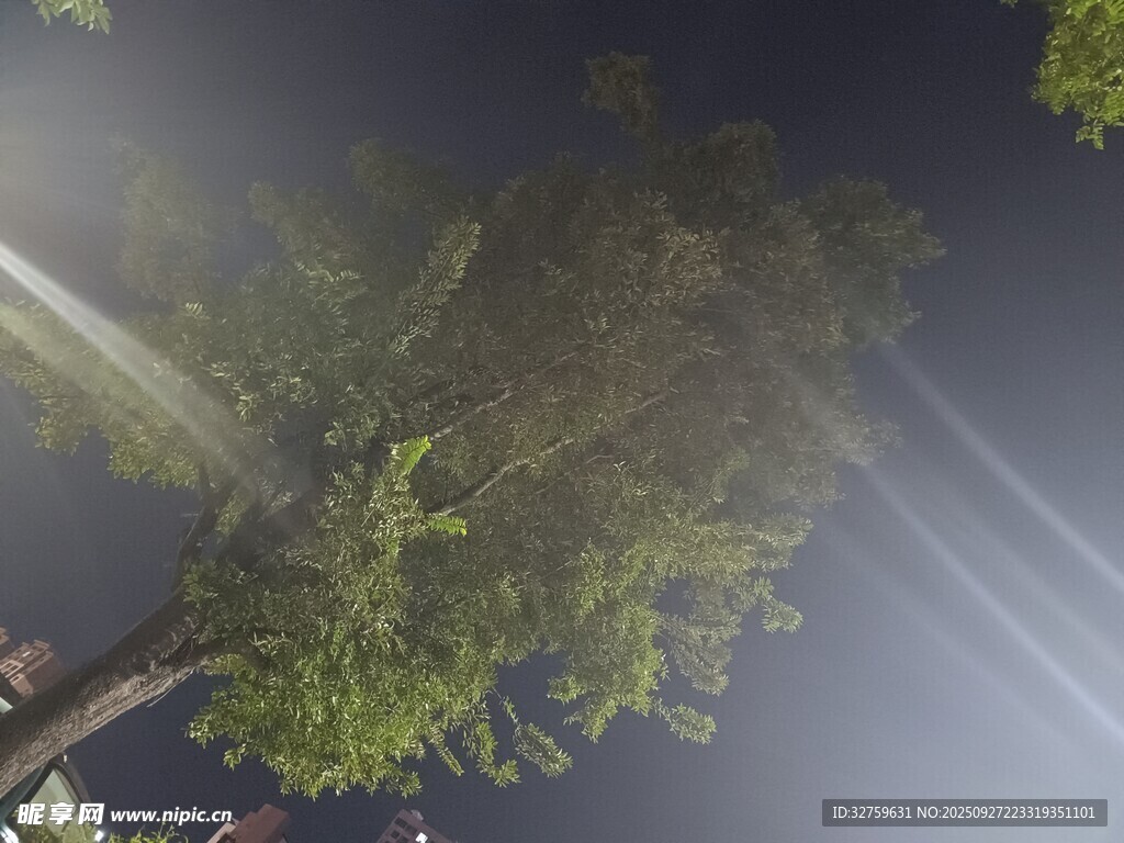 林間光束下的蔥郁樹木