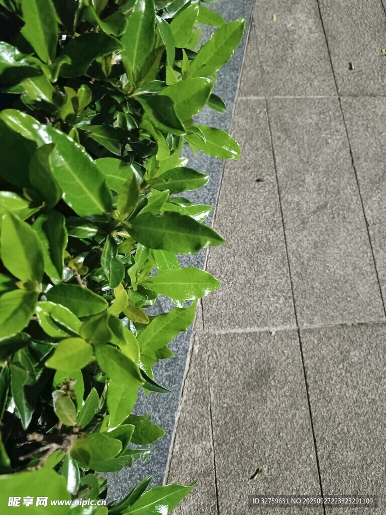 綠葉與灰色地磚的景致