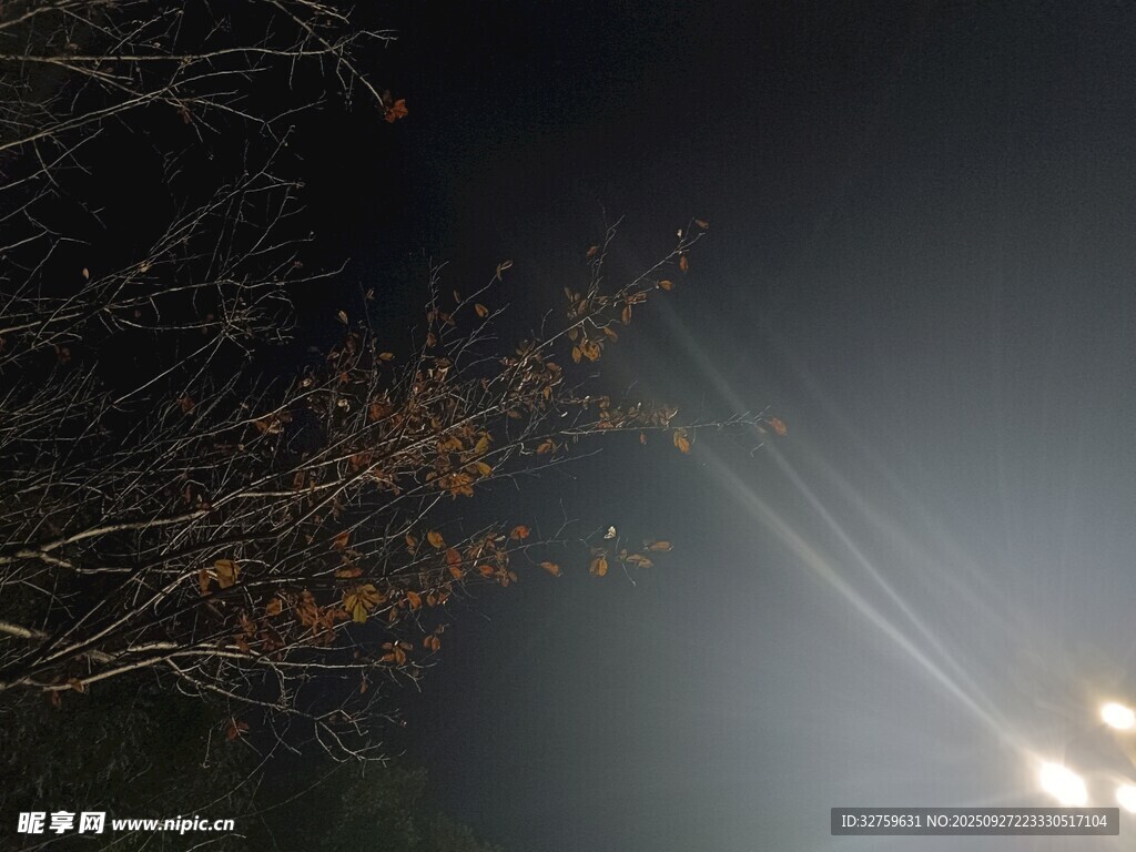 暗夜樹枝下的明亮光束
