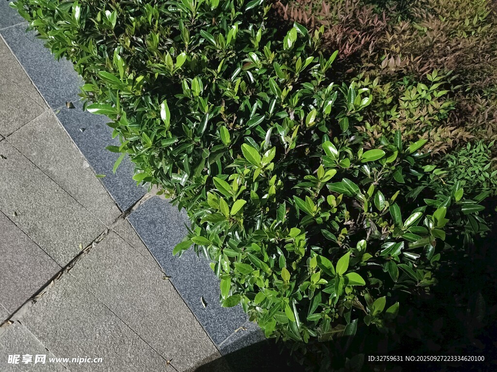 路邊翠綠植物生機(jī)盎然