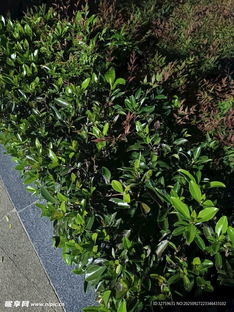 路邊翠綠繁茂的植物