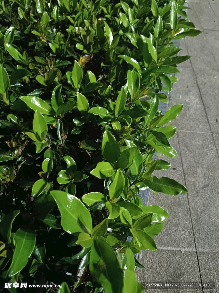 路邊翠綠繁茂的綠植