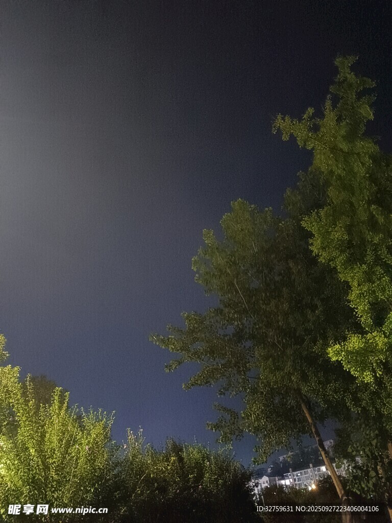夜幕下的綠植與朦朧天空
