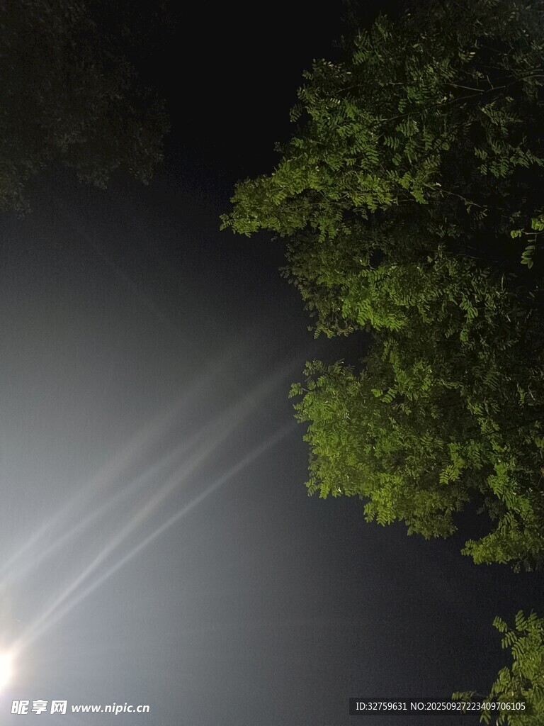 夜晚樹間月光灑落景象