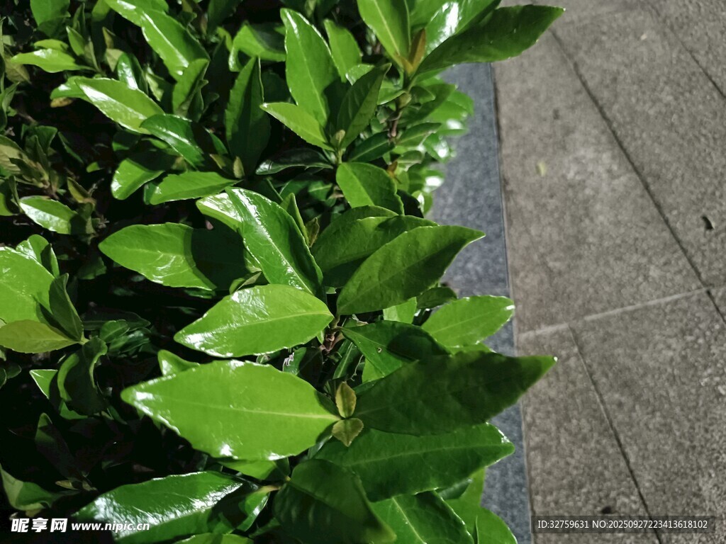 綠葉植物與灰色地面景象