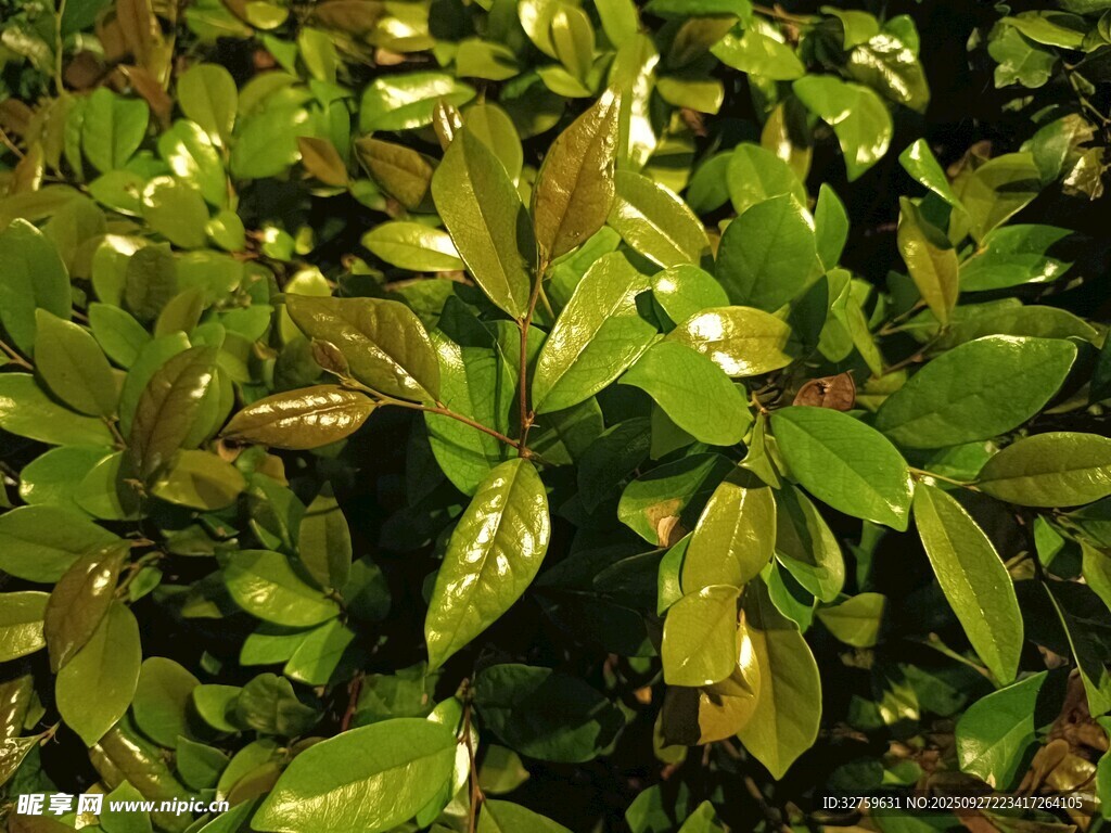 翠綠葉片植物特寫