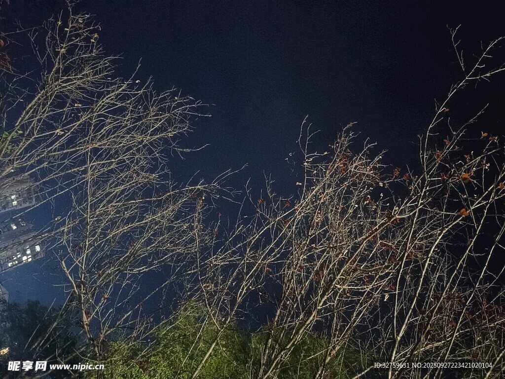 月夜下的搖曳野草