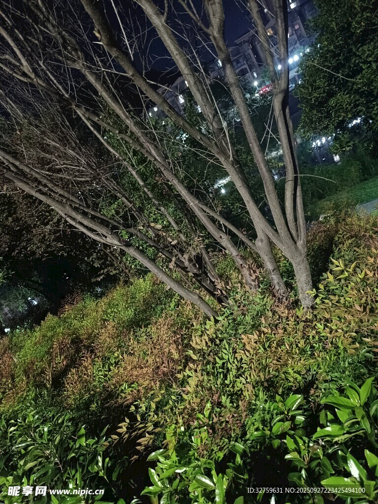 夜晚樹下綠植景觀