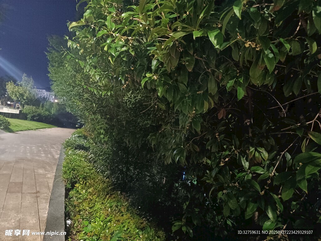 夜晚路邊的綠植景觀