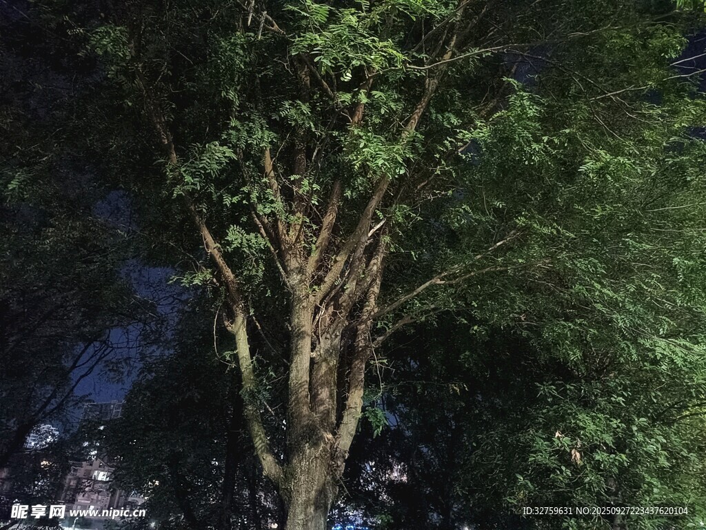 茂密樹林中的挺拔樹木