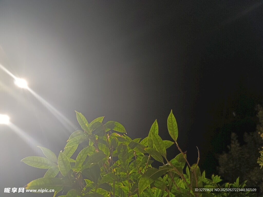微光下的綠植