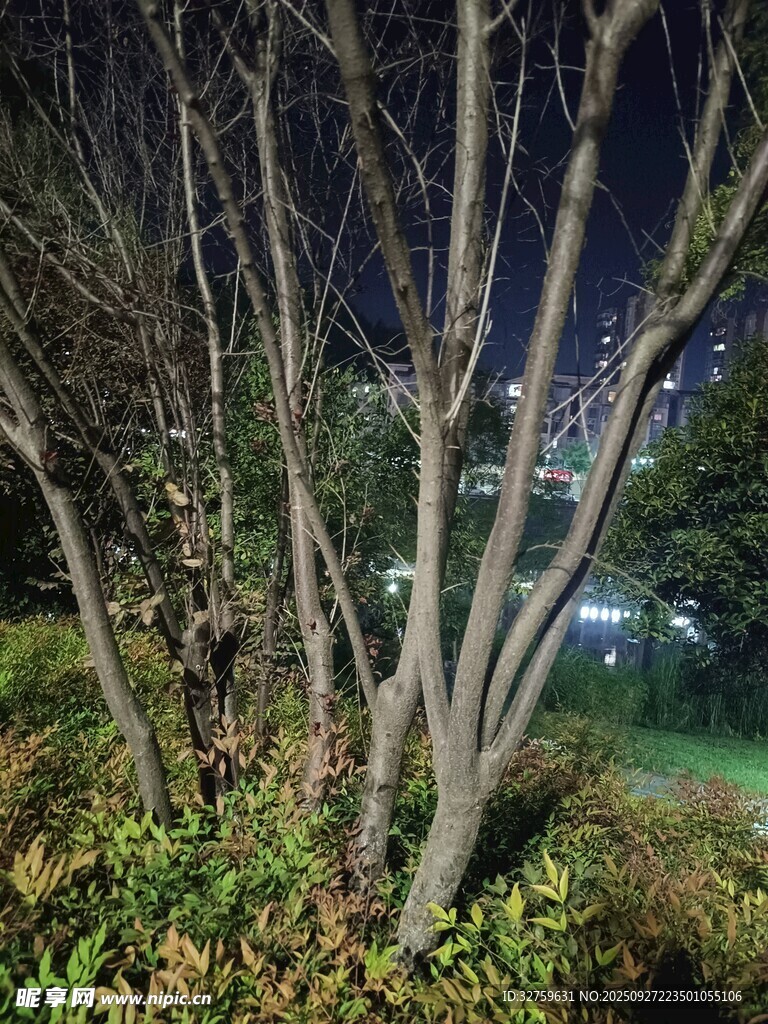 夜下枯樹與綠植景觀