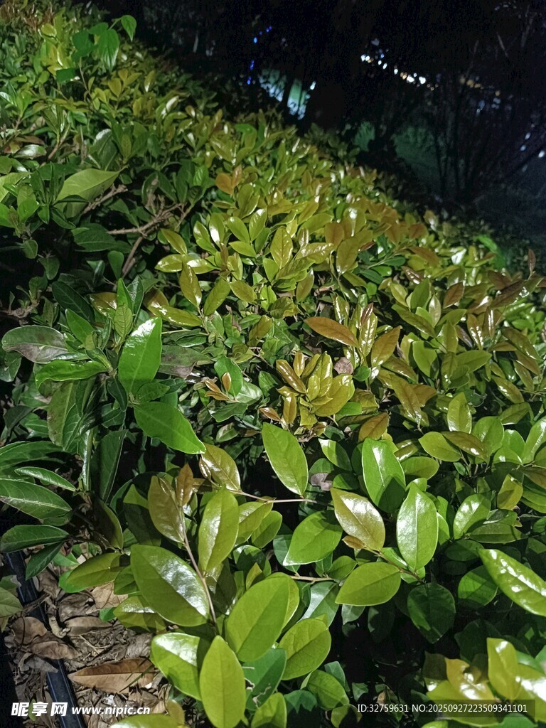 翠綠繁茂的植物景觀