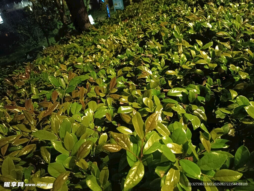 翠綠繁茂的植物景觀